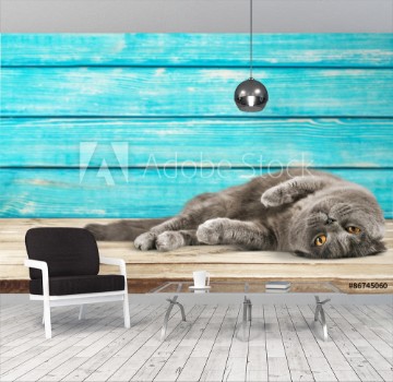 Bild på Cat cats kitty